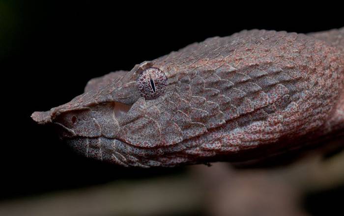 Bornean Leaf-nosed Pit Viper (Trimeresurus borneensis) © K.Ping