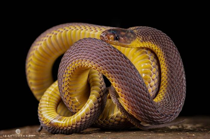 Amami Odd-scaled Snake (Achalinus werneri) © Mark Thorpe