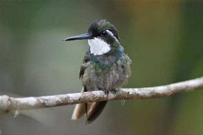 White-throated Mountain Gem (Colin Sedgwick)