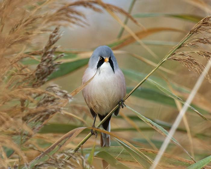 Bearded Tit (Alan & Anne Smith - 2022 tour).jpg