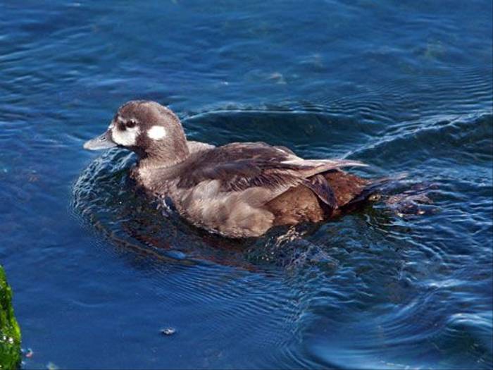 Harlequin Duck (Peter Dunn)