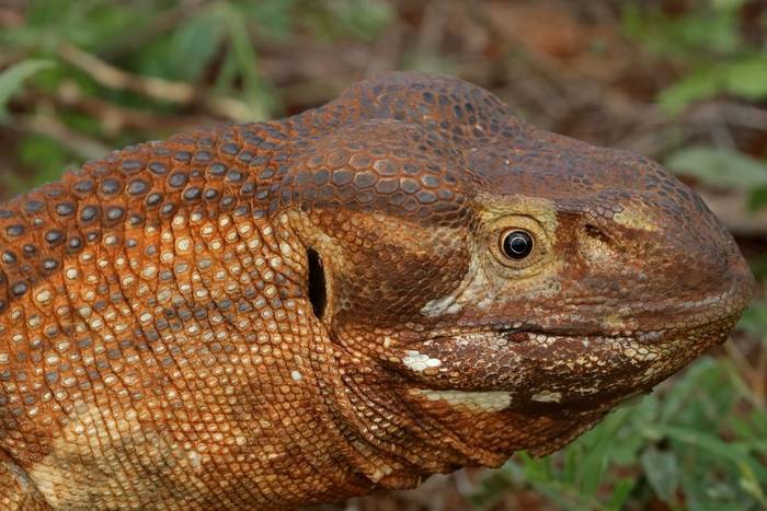 White-throated Monitor Lizard (Varanus albigularis) © Laura and Bobby Bok, April 2023