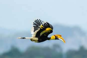 Great Hornbill, Thailand shutterstock_165291212.jpg