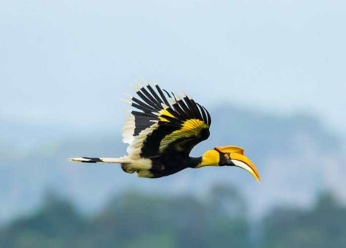 Great Hornbill, Thailand shutterstock_165291212.jpg
