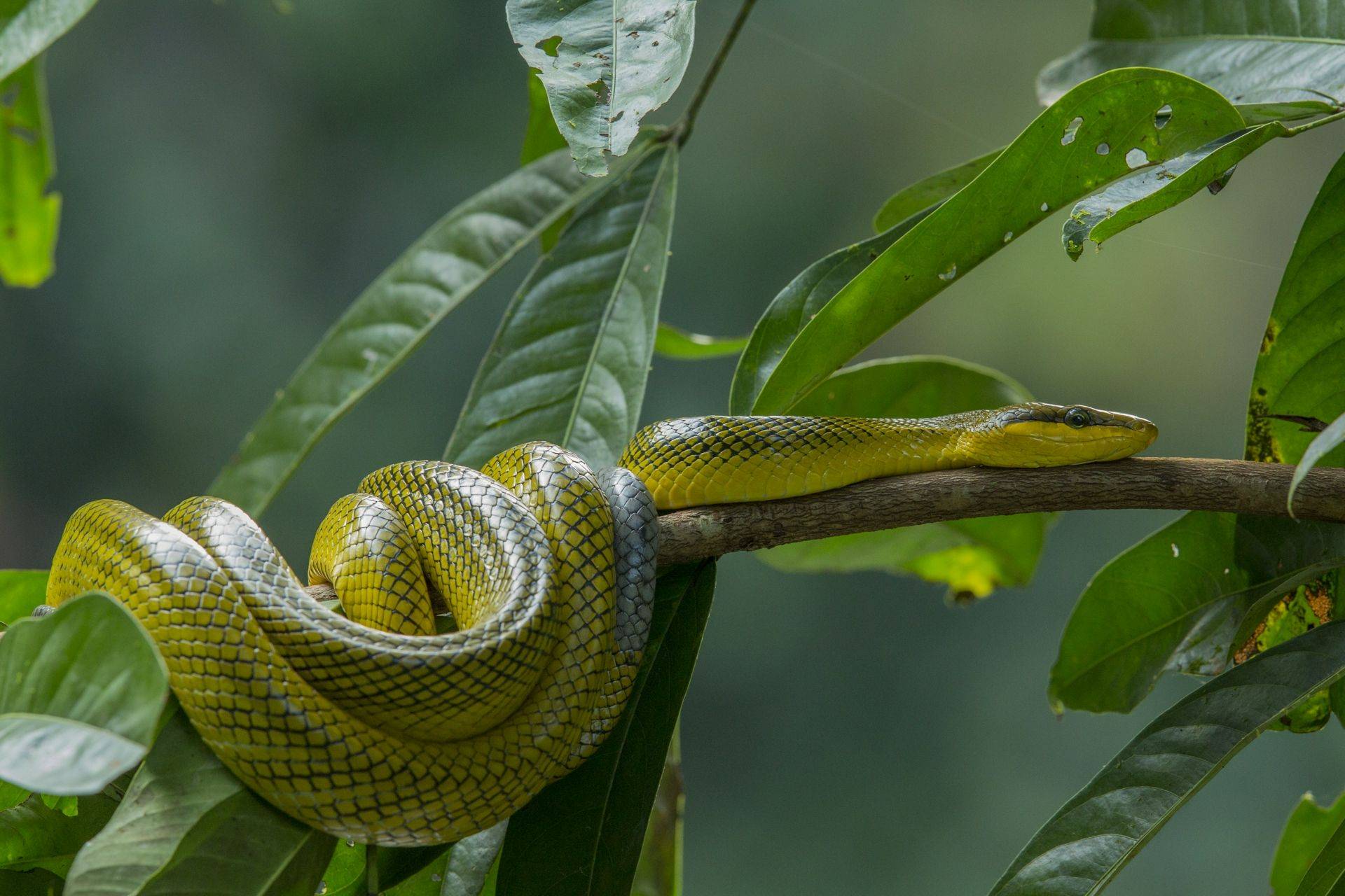 The Reptiles Amphibians Of Borneo Naturetrek The Reptiles Amphibians Of Borneo Naturetrek