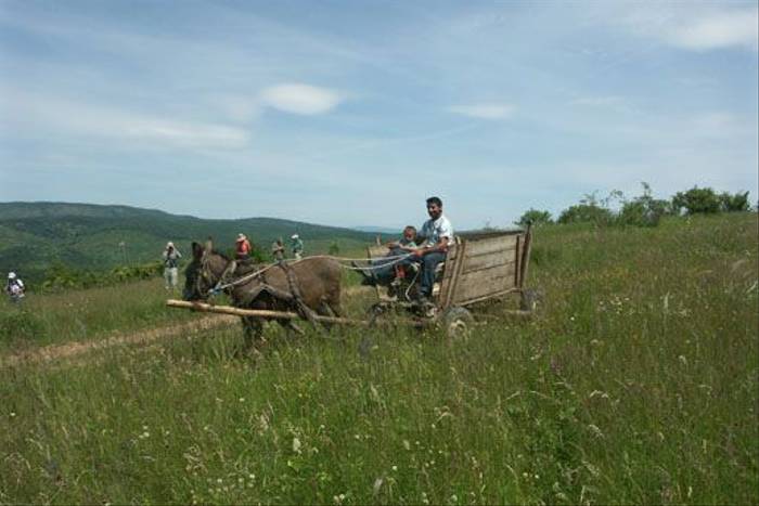 Traditional Hungarian horse and cart (Mr & Mrs McLennan)