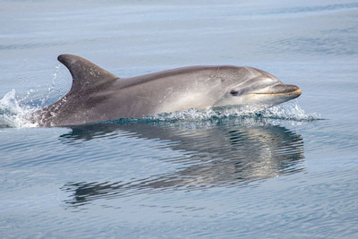 True identities of Weymouth’s ‘bonnie’ dolphins discovered on a Naturetrek Day Trip