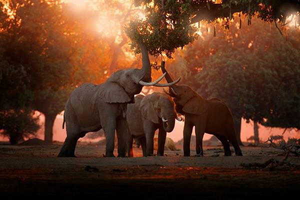 Elephants, Mana Pools NP, Zimbabwe shutterstock_1538018789.jpg