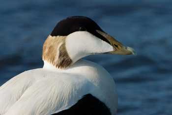 Eider (Oliver Smart)