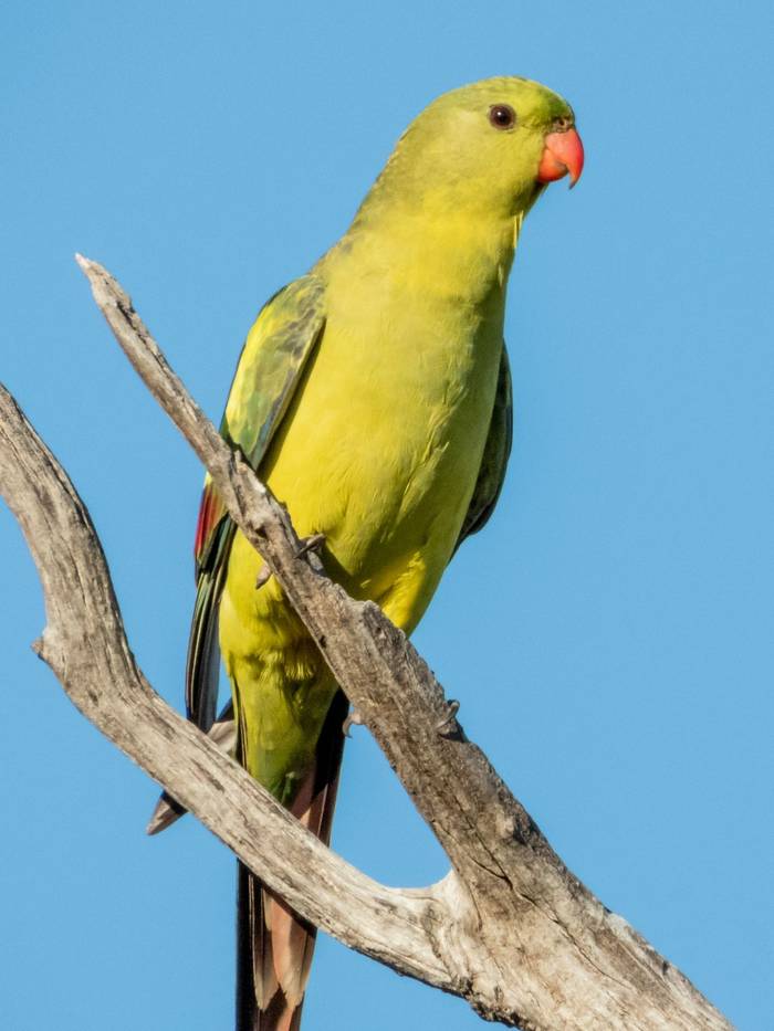 Regent Parrot