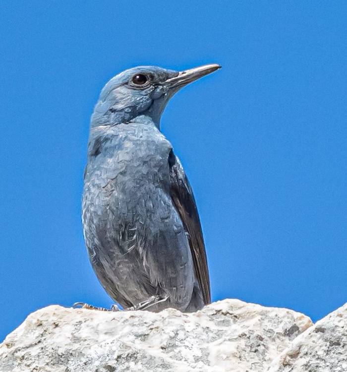 blue rock thrush