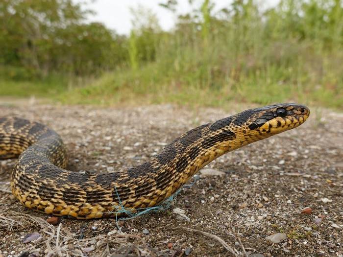 Blotched Snake (Elaphe sauromates)