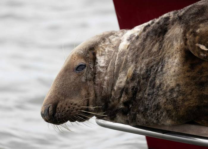 Grey Seal (Marcus Ward)