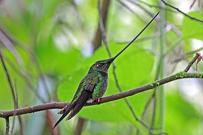 Sword-billed Hummingbird (Robert Davidson)