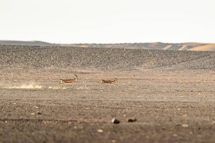 Dorcas Gazelle © Adam Court, March 2026 tour