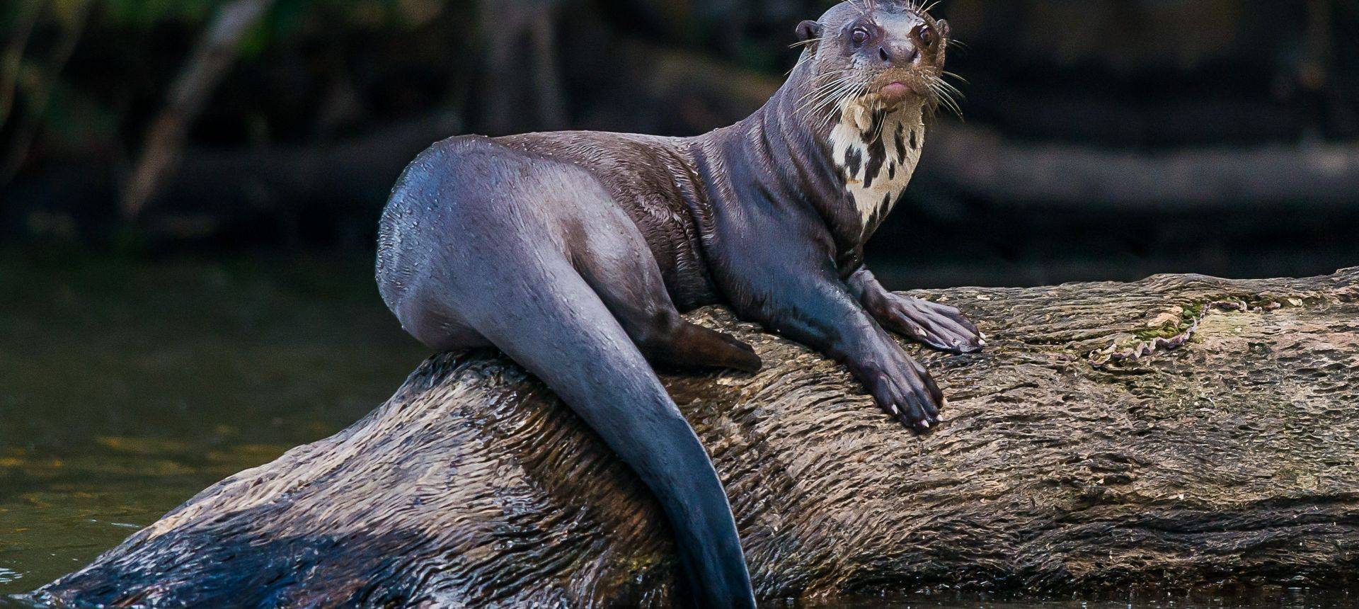 Giant River Otter Shutterstock 164389889