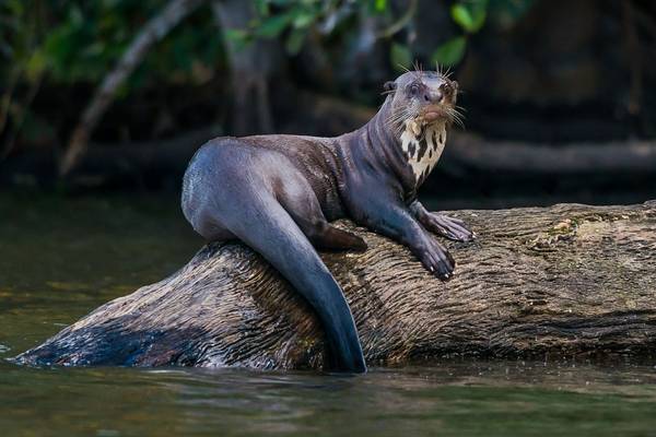 Giant River Otter Shutterstock 164389889