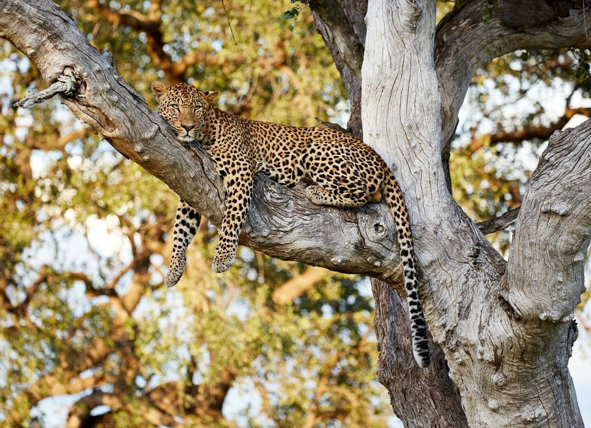Leopard, South Luangwa, Zambia Shutterstock 724954630
