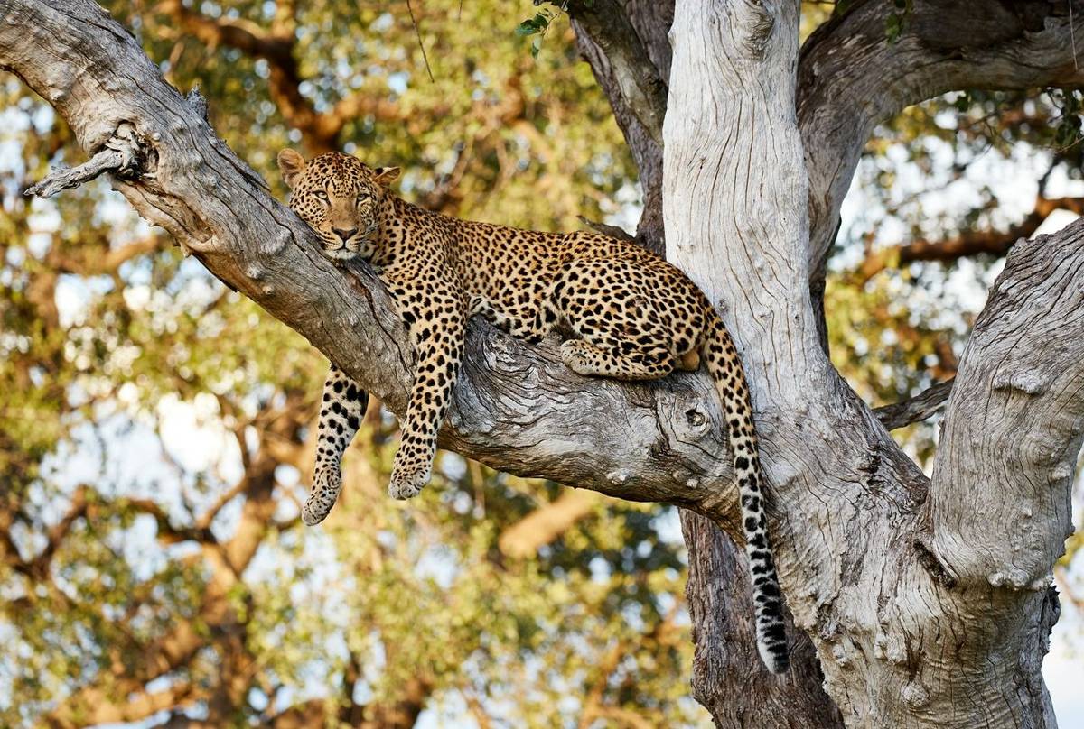 Leopard, South Luangwa, Zambia Shutterstock 724954630