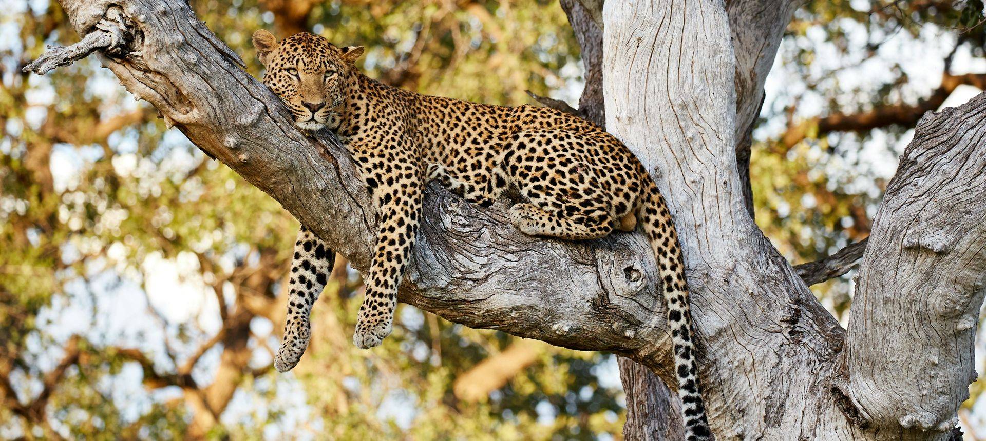 Leopard, South Luangwa, Zambia Shutterstock 724954630