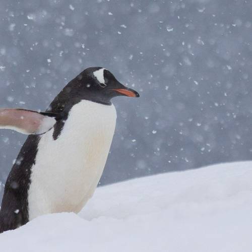 Gentoo Penguin, Antarctica