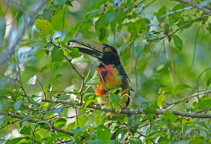 Collared Aracari  (Marcus John).jpg