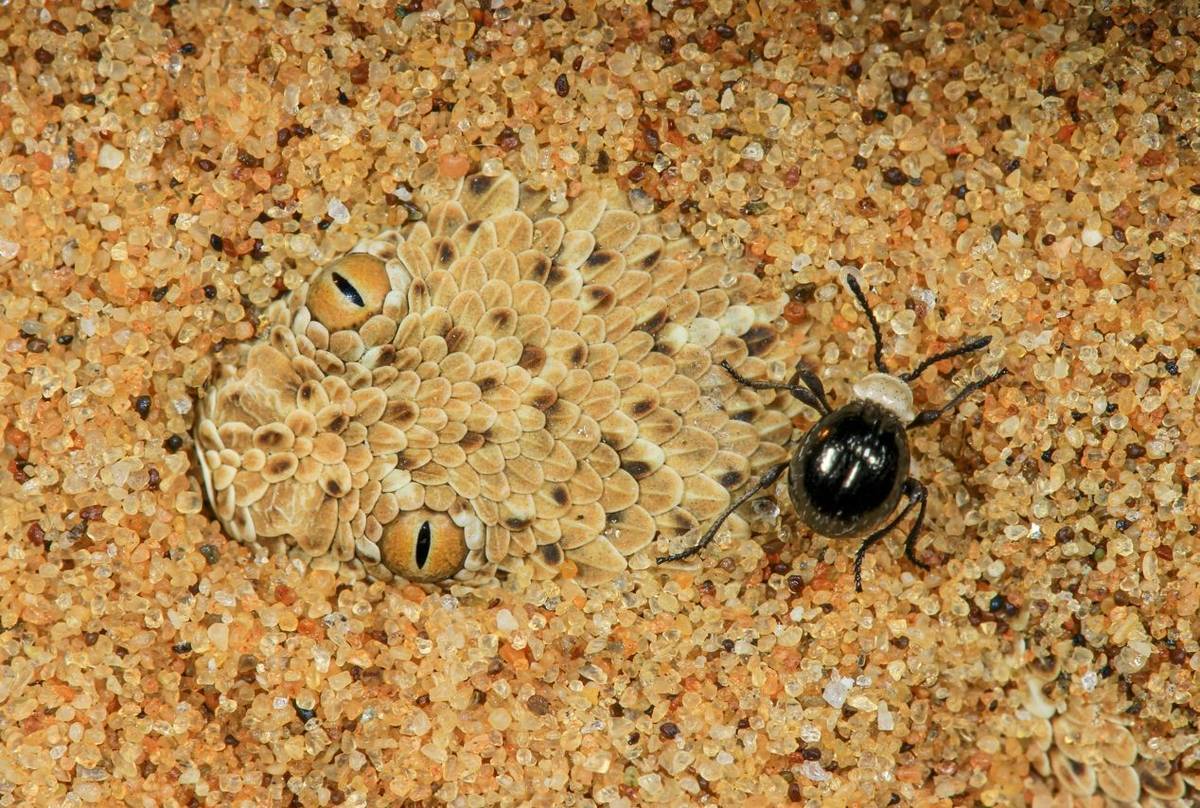 Peringuey's Adder (Bitis peringueyi), Namibia