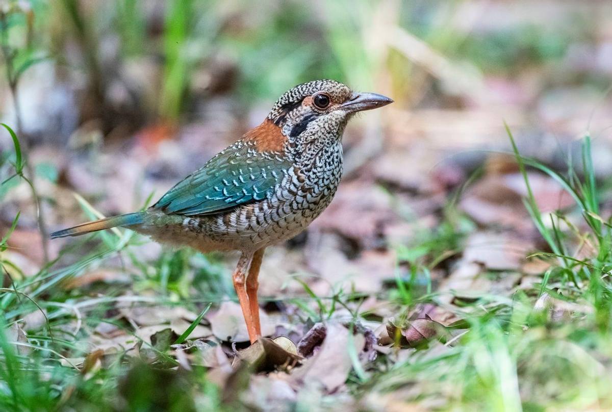 Scaly Ground-Roller shutterstock_1462689998.jpg