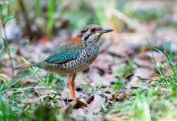 Scaly Ground-Roller shutterstock_1462689998.jpg