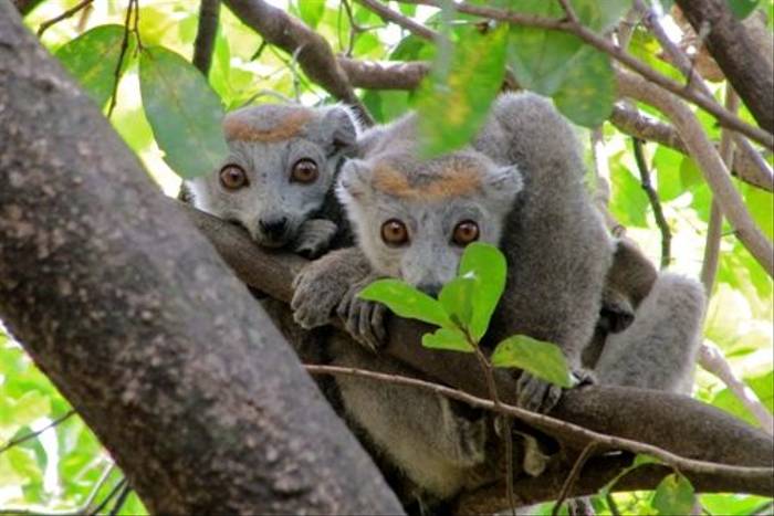 Crowned Lemurs, Ankarana (Andy Smith)