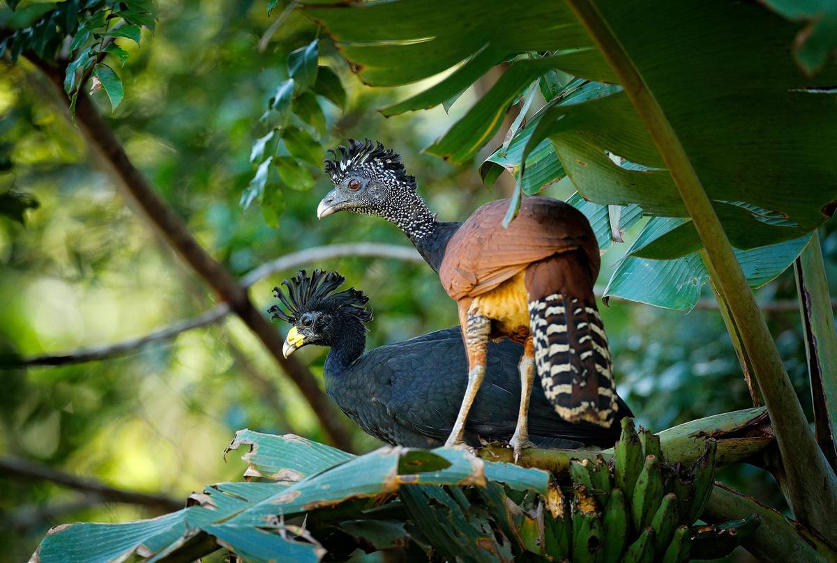 Great-Curassow-shutterstock_1277671411.jpg