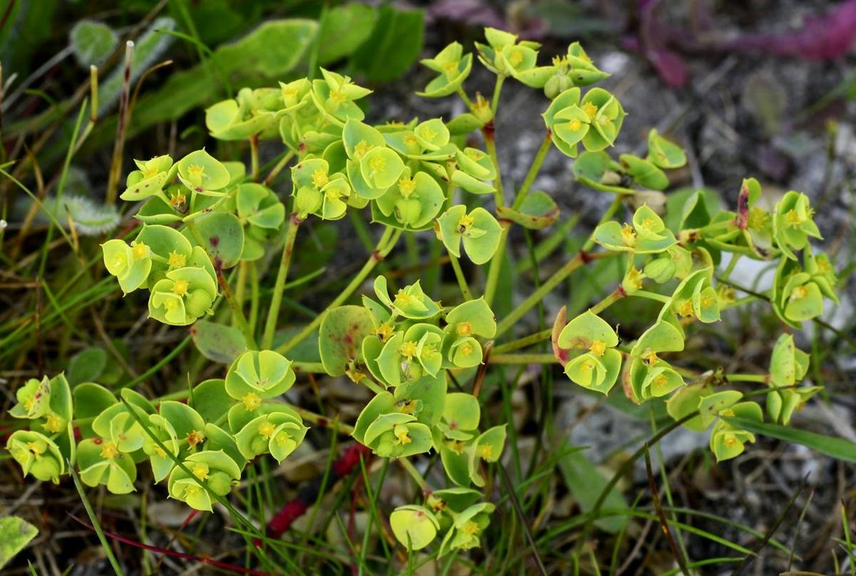 Portland Spurge shutterstock_537735883.jpg