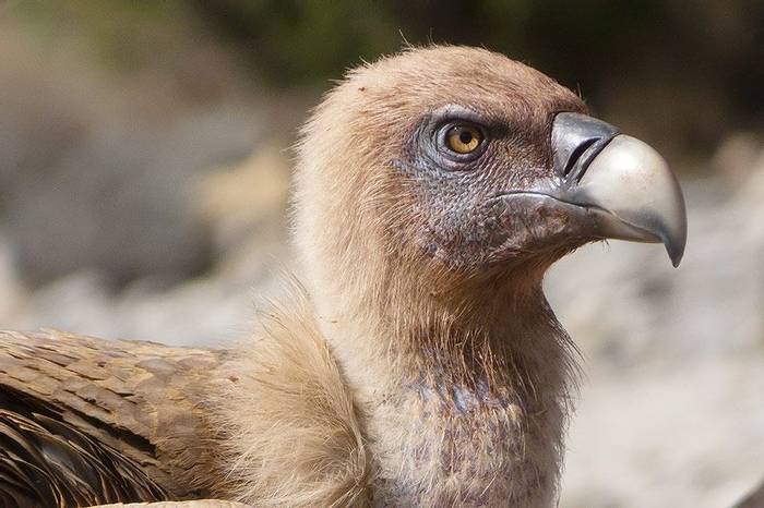 Griffon Vulture (John Willsher)