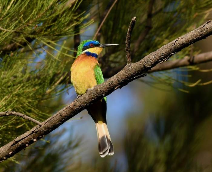 Blue-breasted Bee-eater 3.jpeg