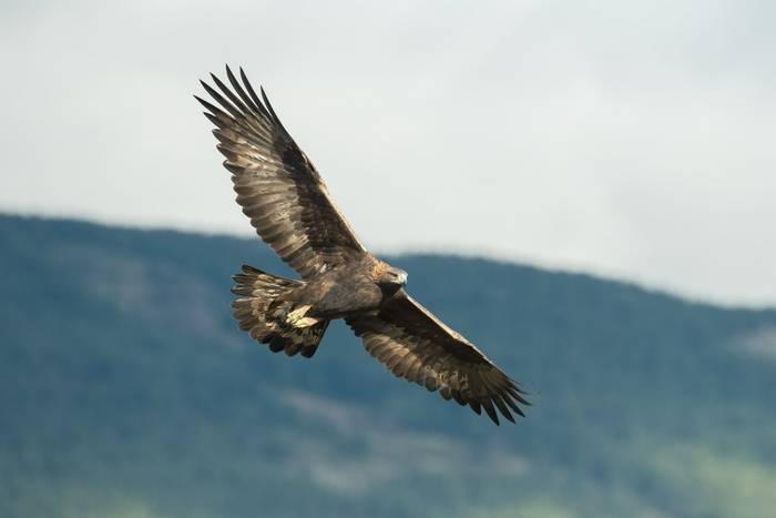 GOLDEN EAGLE shutterstock_771867271.jpg GOLDEN EAGLE shutterstock_771867271.jpg