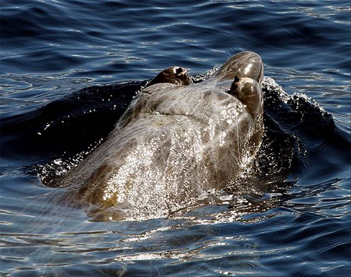 Blainville's Beaked Whale (Tom Brereton)