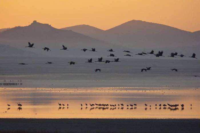 Cranes at Dawn by John Willsher