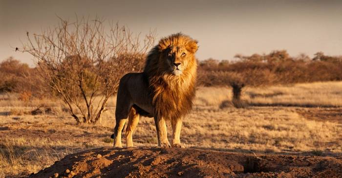 Lion, Kalahari, Botswana Shutterstock 547175677