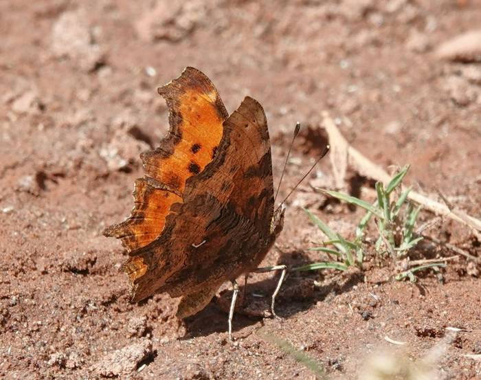 European Comma © Martin Pitt, June 2026 tour.JPG