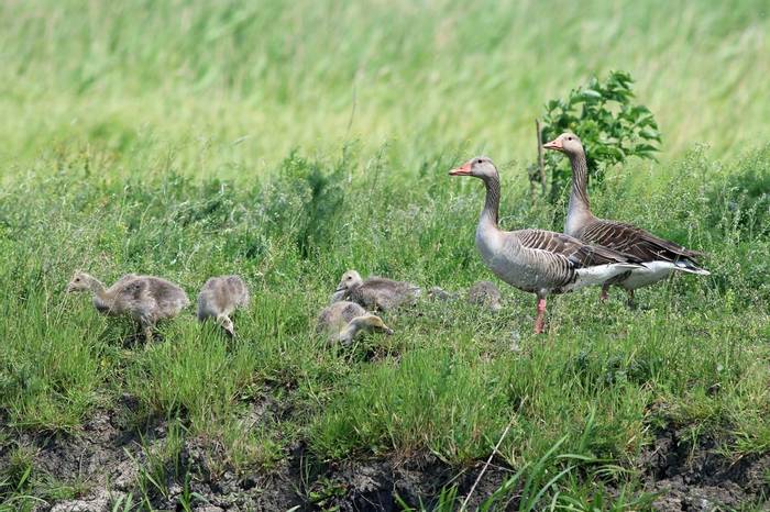 Greylag Geese & goslings (R. Davidson)