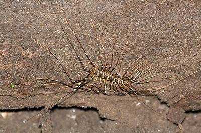 Long-legged Centipede by Dani Free
