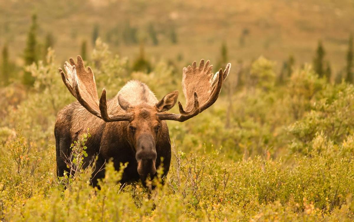 America-Alaska-Moose-AdobeStock_88716560.jpeg