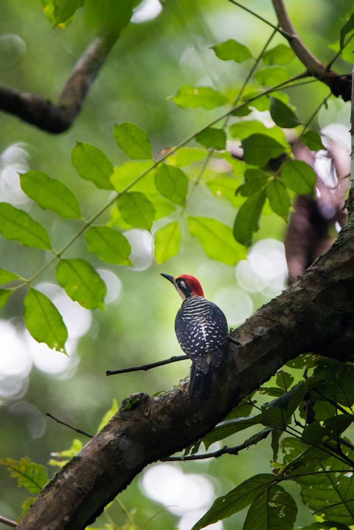 Black-cheeked Woodpecker (Ian Talboys)