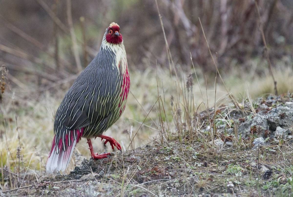 Blood Pheasant