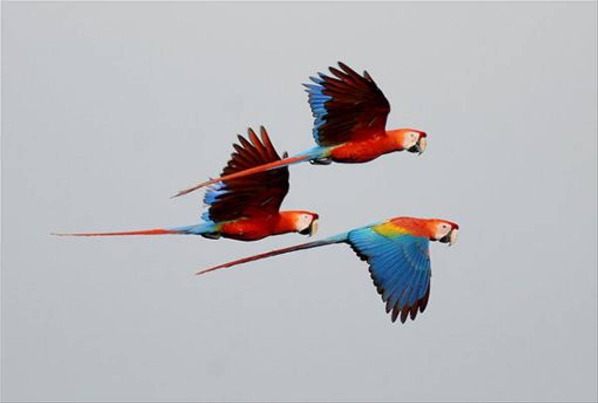 Scarlet Macaws