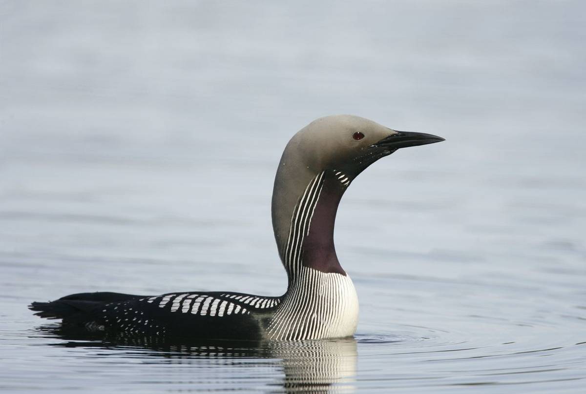 Black-throated Diver shutterstock_112041536.jpg