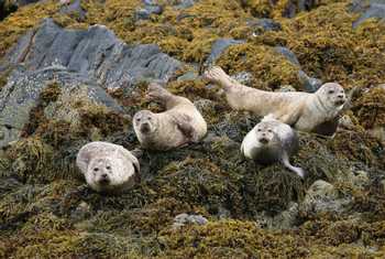 Common Seals off Coll Ardnamurchan (Martin Hancock)