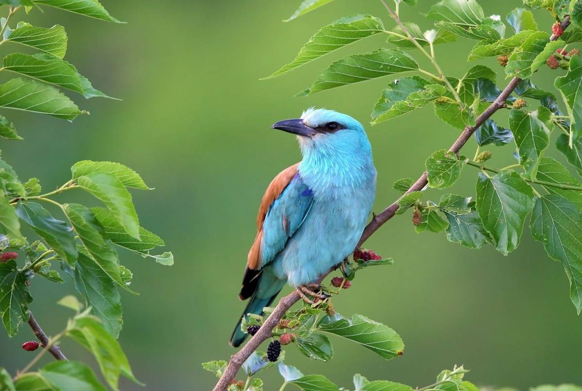 European Roller shutterstock_404566687.jpg