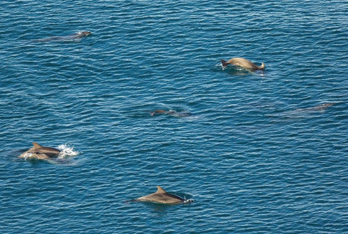 Bottlenose Dolphins shutterstock_615454352.jpg