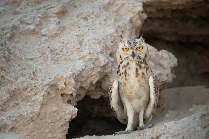 Pharaoh Eagle-owl